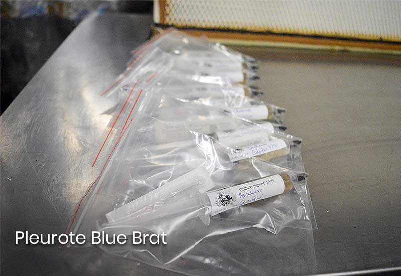 Pleurote Blue-Brat