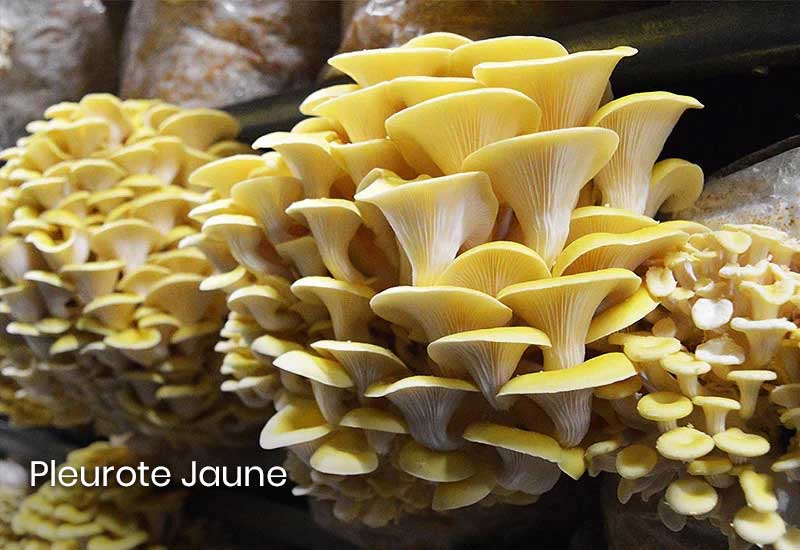 Pleurote Jaune