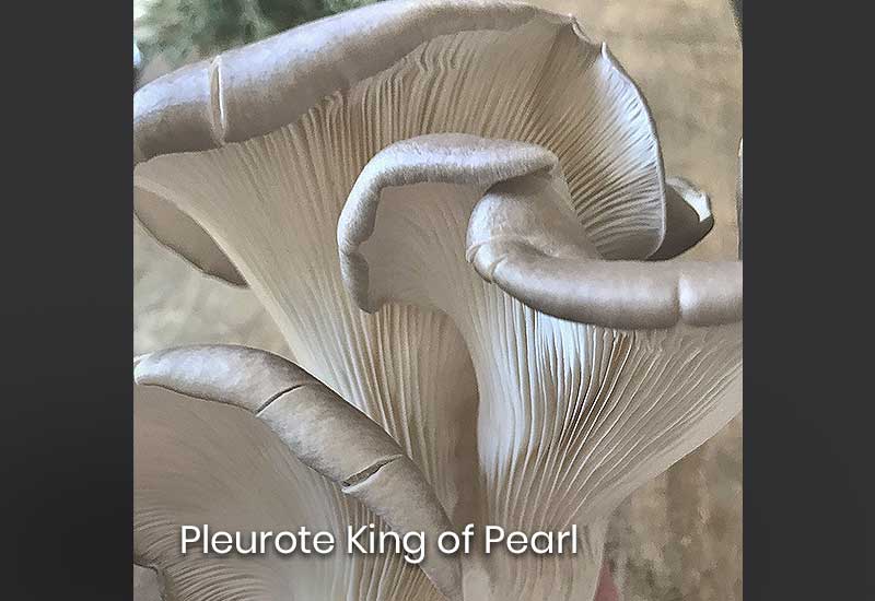 Pleurote King-of-Pearl