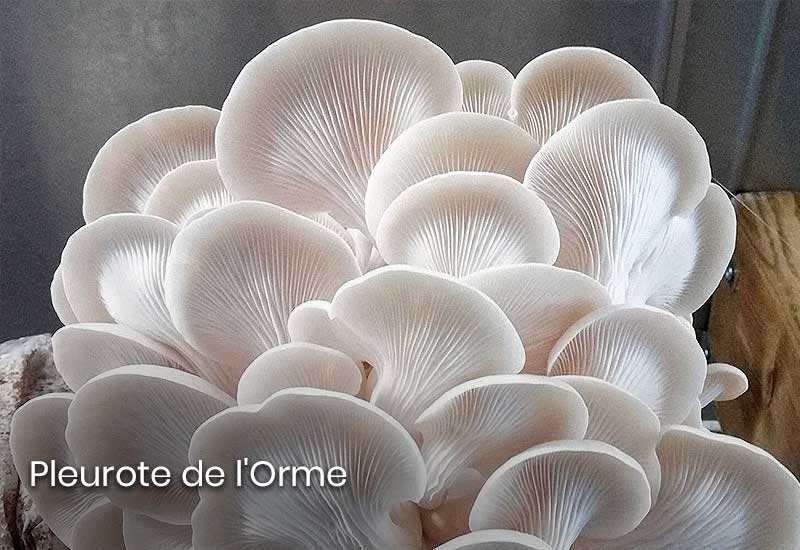Pleurote de l'Orme