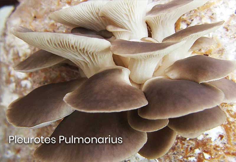 Pleurote Pulmonarius Italien