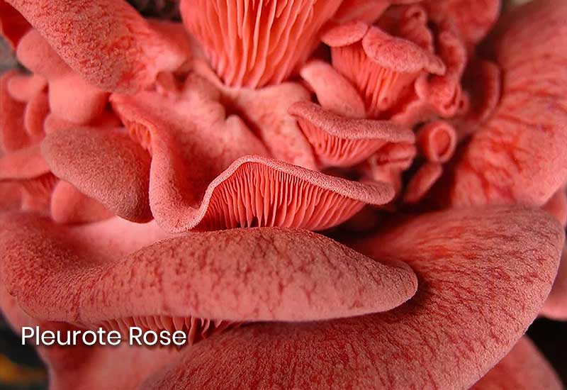 Pleurote Rose