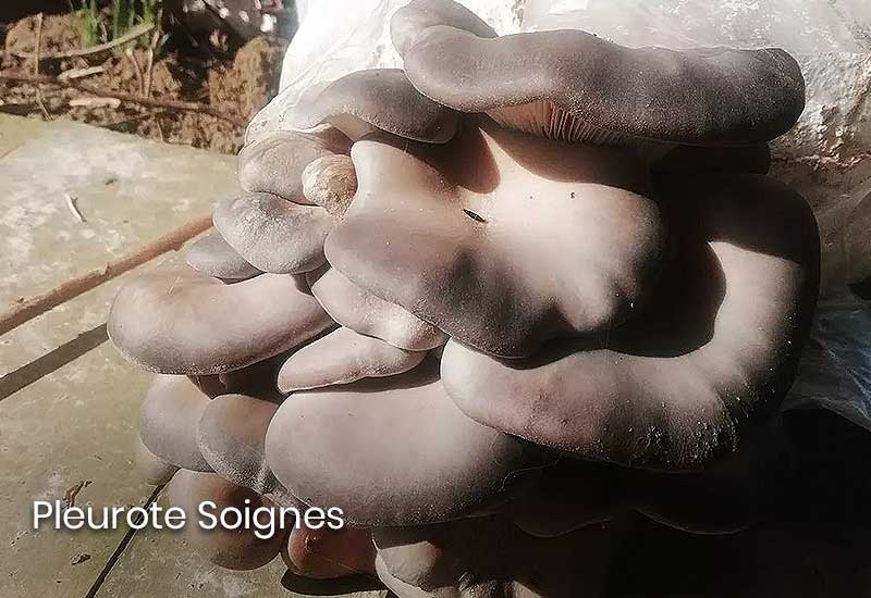 Pleurote de la forêt de Soignes