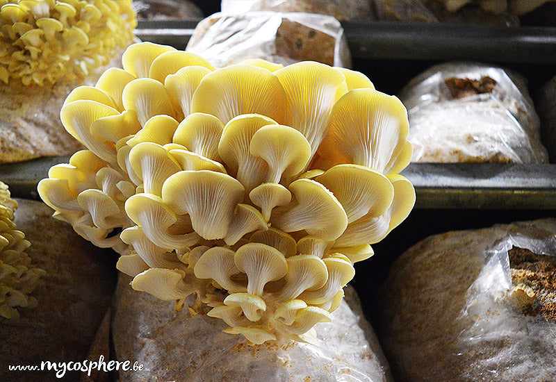 La Mycosphère Champignon Pleurotes Jaunes