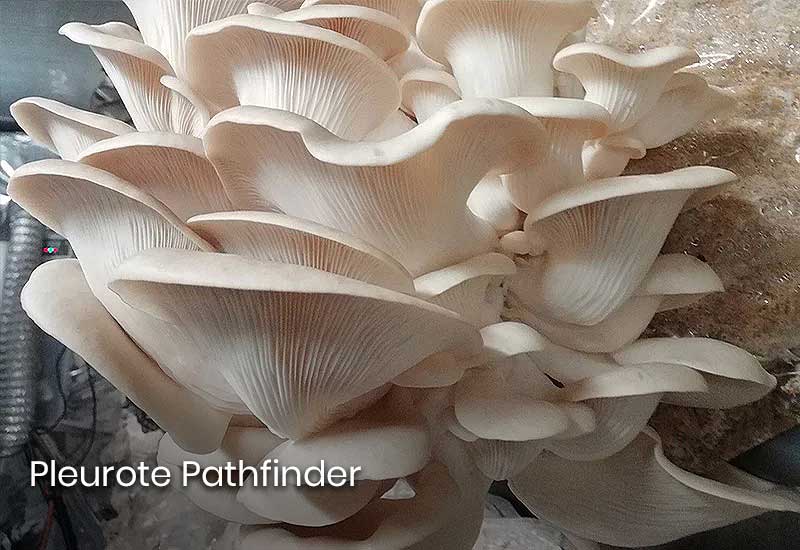 Pleurote Pathfinder