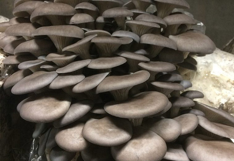 La Mycosphère Champignon Pleurotes Gris