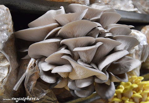 Mycelium auf Bio-Pleurotus-Getreide