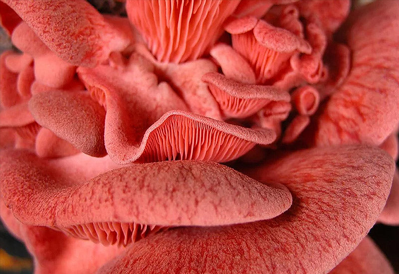 culture mycélium champignon pleurote rose