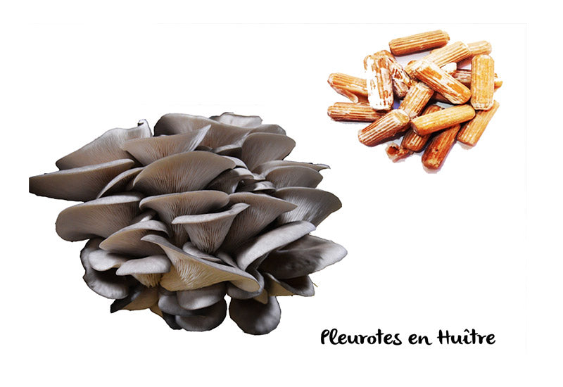 Mycelium cheville champignon pleurote