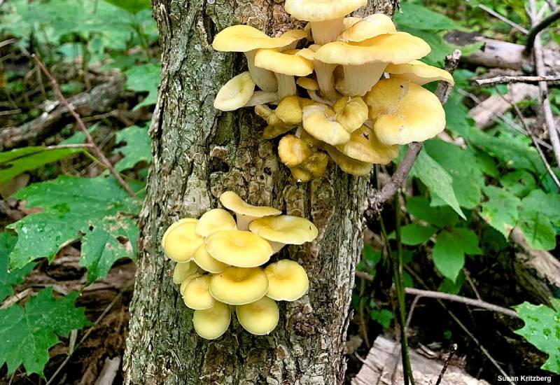 pleurote jaune sauvage