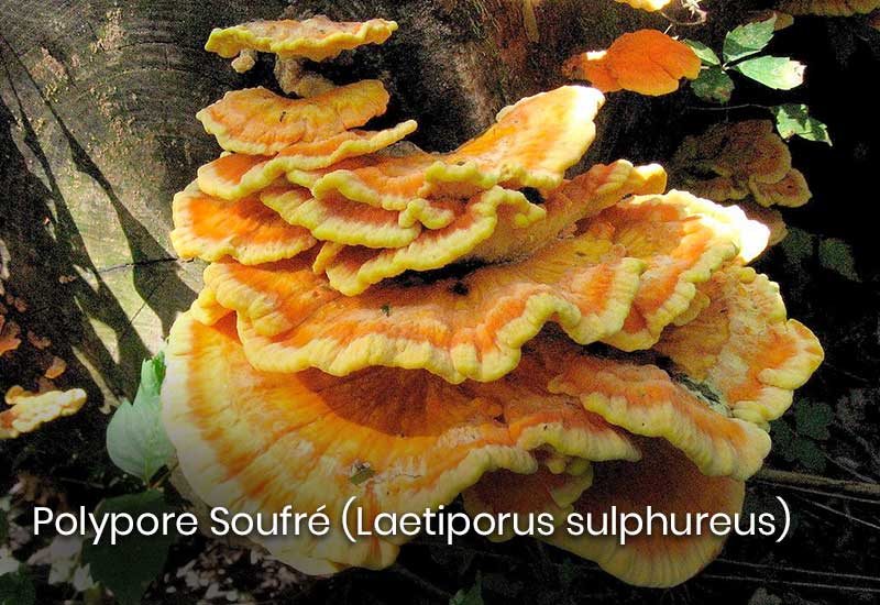 Polypore soufré