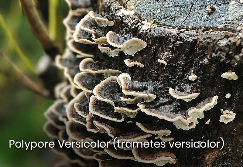 Polypore versicolor