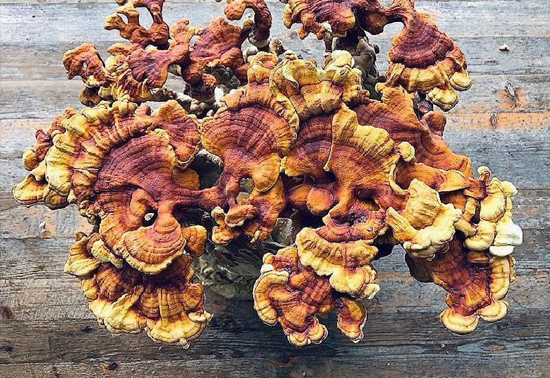 reishi ganoderma