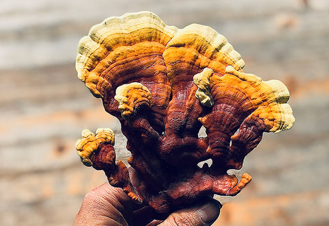Champignon Reishi Séché Bio