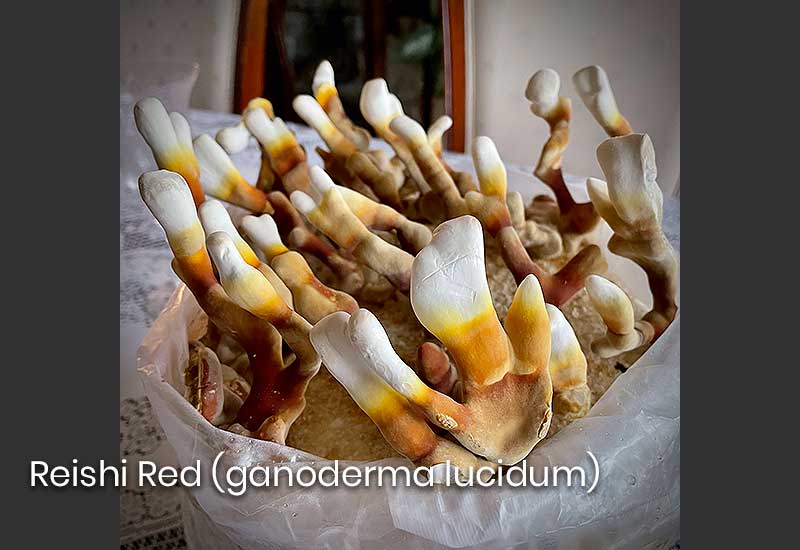 Reishi red