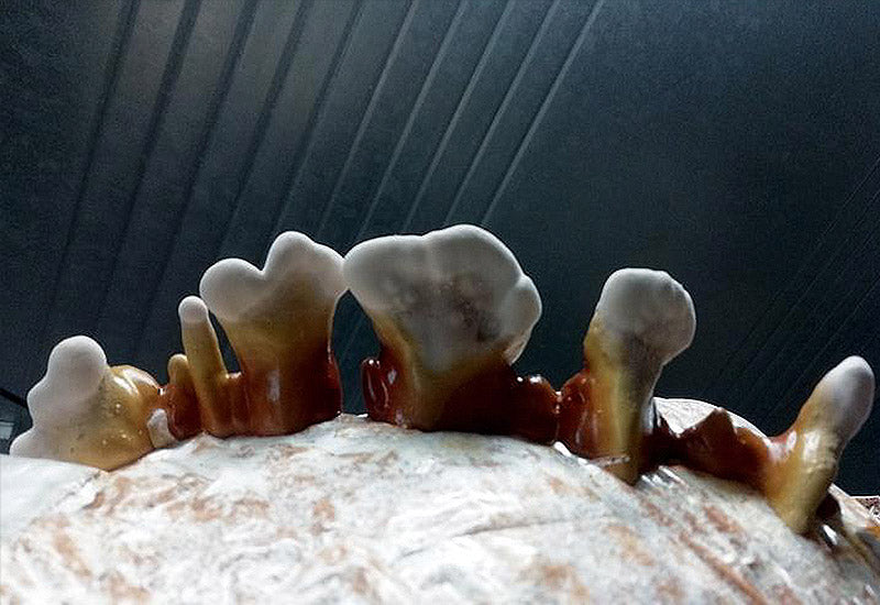 Mycélium reishi ganoderma lucidum