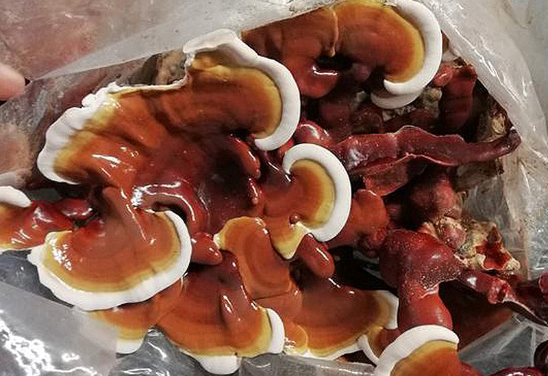 Ballots de culture Reishi BIO - La Mycosphère