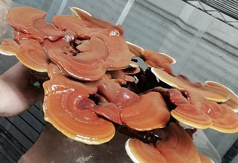 Ganoderma Lucidum champignon médicinal