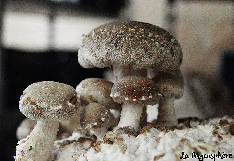 La MycosphÚre Champignon Shiitaké M3790