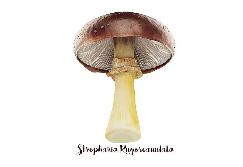 Strophaire