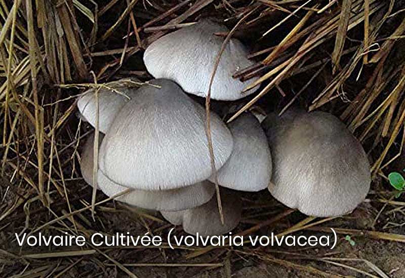 Volvaire cultivée