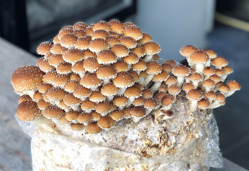 Ballot de champignons Chestnut