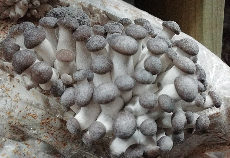 Mycelium de Black Pearl Bio (Shimofuri Hiratake) - La Mycosphère