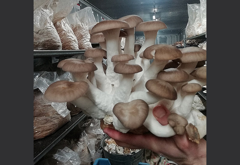 Mycelium de Black Pearl Bio (Shimofuri Hiratake) - La Mycosphère