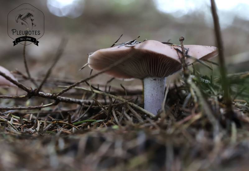 pieds bleu au milieu des aiguilles de pins