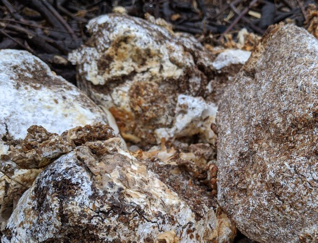 compost de champignons