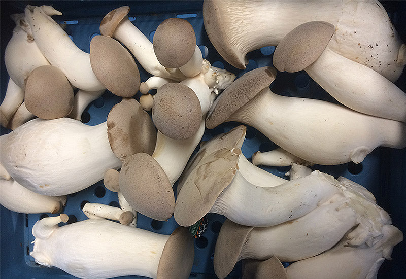 La Mycosphère Champignon Eryngii Mycélium