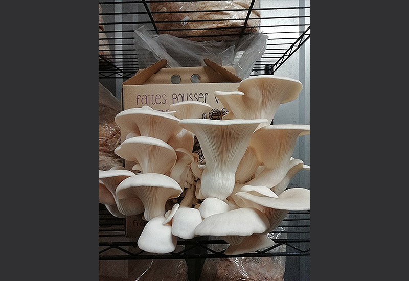 Kit Pleurote Blanc