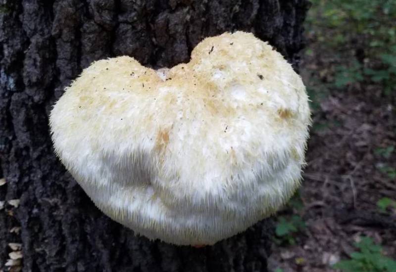 lion's mane hericium