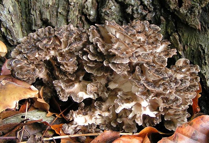 maitake wild