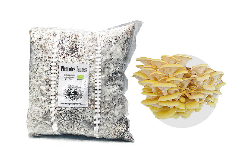 Mycélium Pleurotes Jaunes