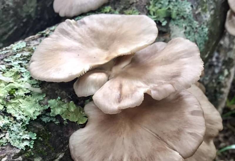pleurote pulmo