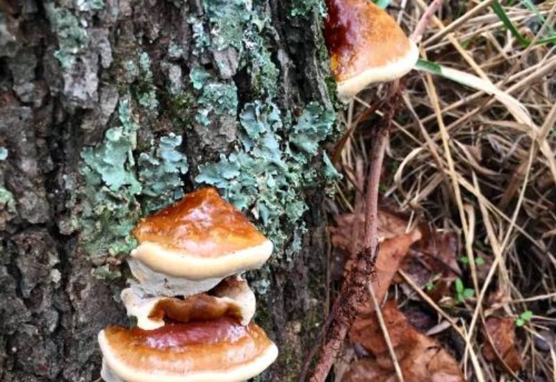 reishi wild strain
