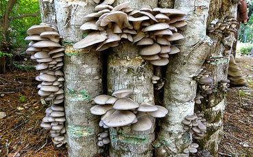Cultiver des champignons au jardin : 3 techniques