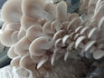 Les Pleurotes : Un Champignon Incontournable aux Multiples Vertus