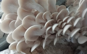 Oyster Mushrooms: An Essential Mushroom with Multiple Benefits
