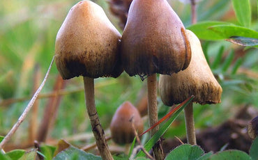 Psychedelische paddenstoelen: geschiedenis, gebruik en wetgeving