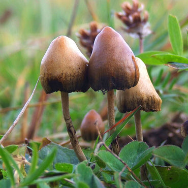 Les Champignons Psychédéliques : Histoire, Usage et Législation