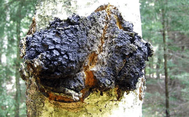 Chaga: Das Superfood mit unglaublichen Vorteilen und wie Sie es in Ihre Gesundheitsroutine integrieren