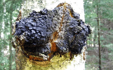Chaga: The natural antioxidant superfood