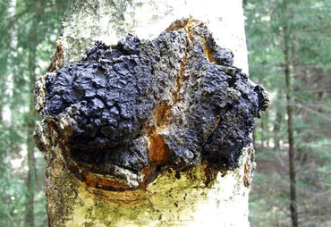 Le Chaga : Das natürliche antioxidative Superfood
