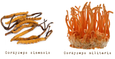 Les cordyceps : du champignon zombie aux compléments alimentaires