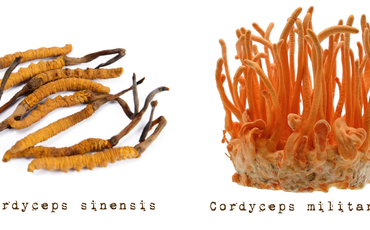 De cordyceps: van zombie-paddenstoel tot voedingssupplementen