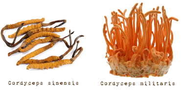 Les cordyceps : du champignon zombie aux compléments alimentaires