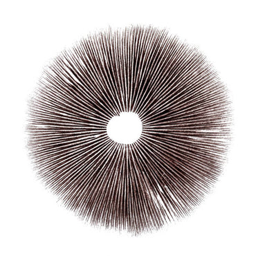 Comment Faire une Empreinte de Spores de Champignon : Guide Pratique