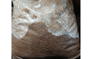 L’incubation des substrats pour la culture de champignons